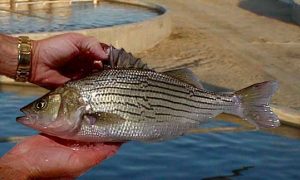kent sea tech hybrid striped bass