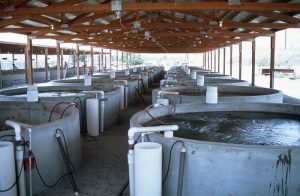 Kent Sea Tech Farm Overview