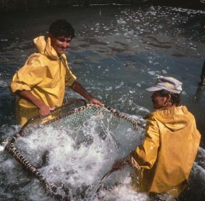 Harvesting at Kent Sea Tech