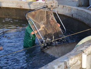 Harvesting at Kent Tech