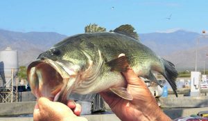 Kent Sea tech largemouth bass