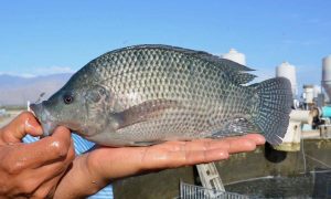 Kent Tech tilapia